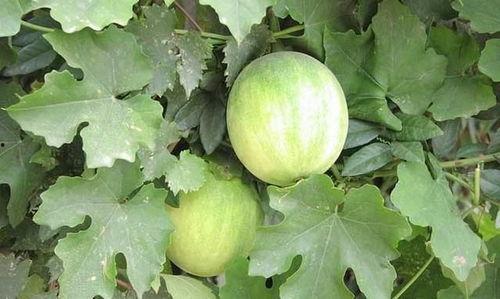 吃中药后可以吃茄瓜吗,茄瓜食用指南