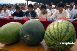 亳州的吃瓜事件,一场引发热议的网络狂欢与反思