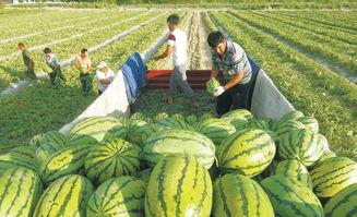 带领全家吃大瓜,温馨时刻定格幸福瞬间