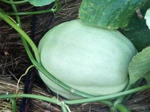 鸡吃不吃瓜叶,探究鸡是否食用瓜叶