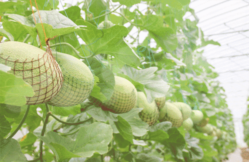 吐鲁番头茬瓜怎么吃