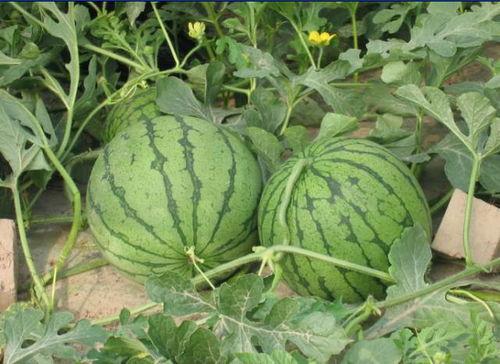 遵义理性吃瓜事件,网络舆论的理性之光